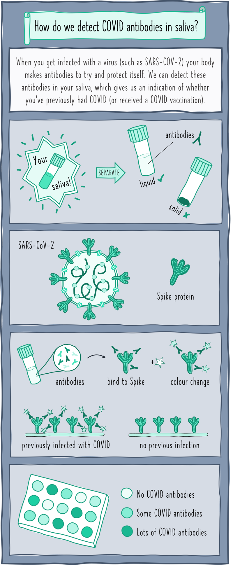 How we detect Covid antibodies in saliva